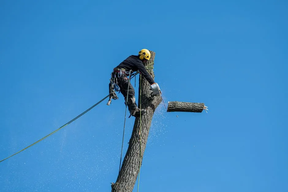 Intervention paysagiste sur jardin de villa