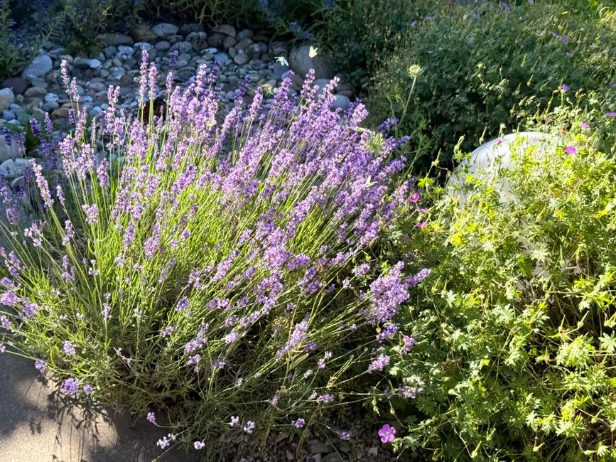Amenagement paysager mediterraneen dans un jardin varois