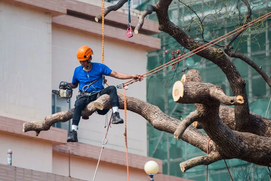 Arbre eleve en pleine taille douce dans un jardin du Var